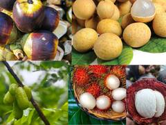 ये हैं पांच अनोखे और अद्भुत भारतीय फल, आप भी जान लें