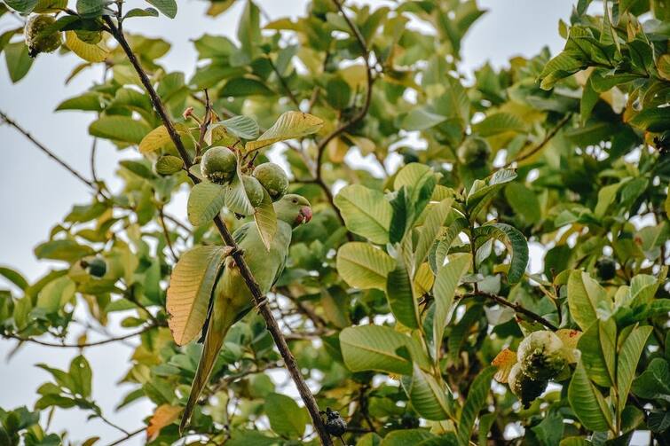 Diabetics should chew guava leaves daily if you want to control blood sugar level without taking medicine જો તમે દવા લીધા વગર બ્લડ શુગર લેવલને કંટ્રોલ કરવા માંગતા હોવ તો દરરોજ આ ઝાડના પાન ચાવવા જોઈએ