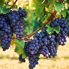 Grapes: ਜ਼ਿਆਦਾ ਅੰਗੂਰ ਖਾਣ ਨਾਲ ਤੁਸੀਂ ਇਨ੍ਹਾਂ ਬਿਮਾਰੀਆਂ ਦੇ ਹੋ ਸਕਦੇ ਹੋ ਸ਼ਿਕਾਰ
