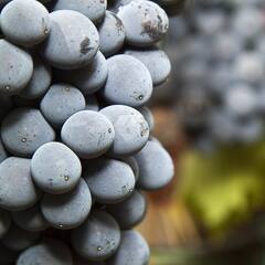 Grapes: ਜ਼ਿਆਦਾ ਅੰਗੂਰ ਖਾਣ ਨਾਲ ਤੁਸੀਂ ਇਨ੍ਹਾਂ ਬਿਮਾਰੀਆਂ ਦੇ ਹੋ ਸਕਦੇ ਹੋ ਸ਼ਿਕਾਰ