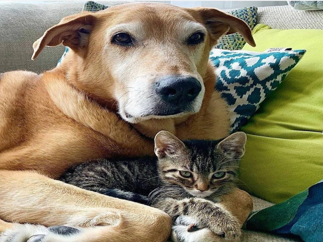 Dog Rescued As Pup Becomes Foster Hero Of Over 150 Kittens Dog Rescued As Pup Becomes Foster Hero Of Over 150 Kittens