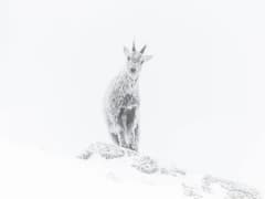 ये हैं 2023 की सबसे खूबसूरत वाइल्डलाइफ तस्वीरें, स्टेटस लगाने के लिए ऐसे करें डाउनलोड