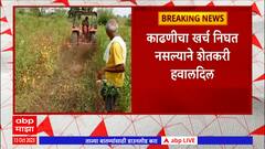 Wardha Soyabean : वर्ध्यातील शेतकऱ्याने सोयाबीन पिकावर फिरवला रोटावेटर