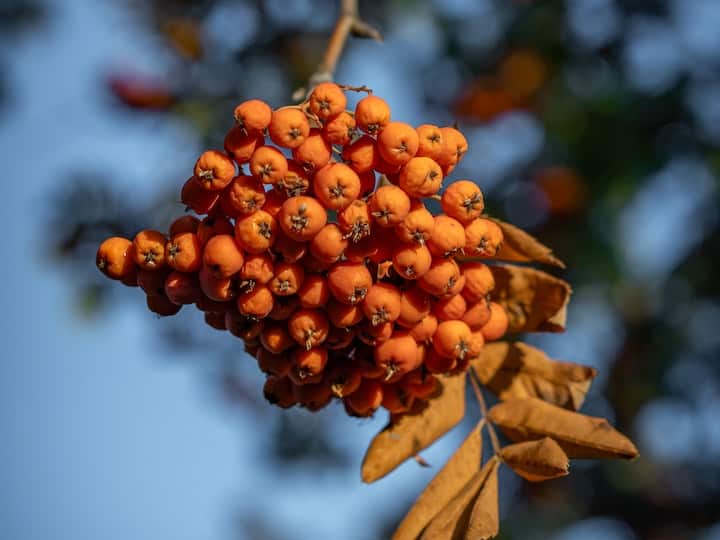 आज हम आपको भारत के पांच सबसे विशेष फलों के बारे बताएंगे. जिनका नाम आपने शायद ही सुना होगा.