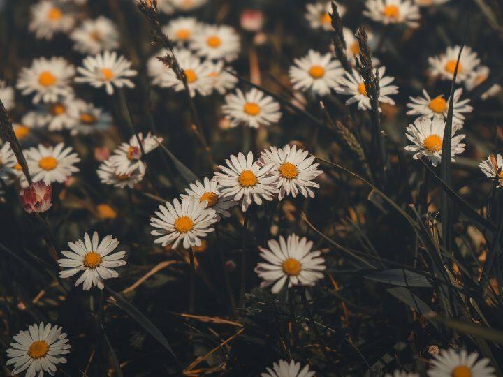 इसे सजावट के साथ सुखाकर पीने से बीमारियों से भी छुटकारा मिलता है. यह डायबिटीज जैसे रोग से भी निजात दिलाता है.