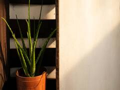 Aloe Vera Juice: ஒரு கிளாஸ் கற்றாழை ஜூஸ் குடிப்பதால் ஏற்படும் நன்மைகள் தெரியுமா?