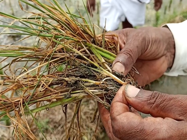 டிஏபி உரத்தை டெல்டா விவசாயிகள் பயன்படுத்த வேண்டாம் - வேளாண் விஞ்ஞானிகள் அட்வைஸ்