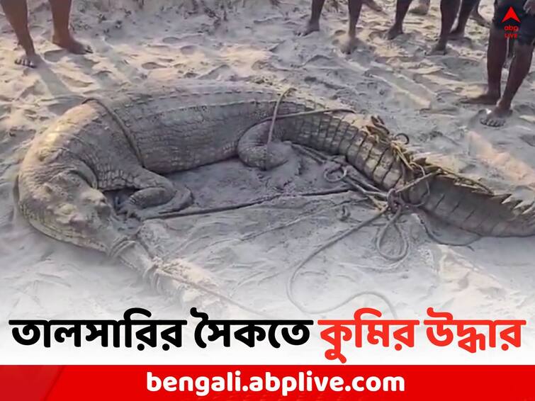 East Midnapore News: Crocodile rescue by Forest Department in Talasari near Digha East Midnapore News: বিশ্রাম নেওয়া মাথায় উঠল মৎস্যজীবীদের, তালসারির সৈকতে শুয়ে আস্ত কুমির !