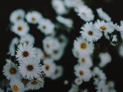 इस जादुई फूल के बारे में कितना जानते हैं आप, आदमी को बना देती है पैसे की मशीन