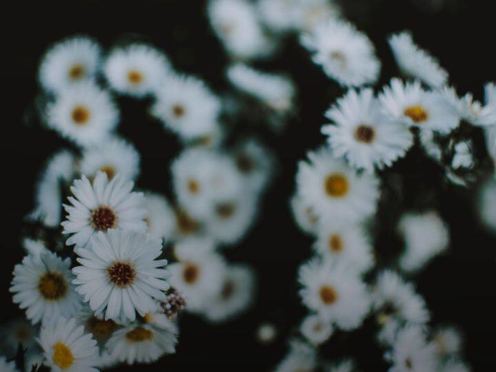 उत्तर प्रदेश के हमीरपुर जिले के किसानों के लिए धन कुबेर बनी यह फूल आपकी किस्मत भी बदल सकती है. इसे वहां के लोगों के द्वारा जादुई फूल भी कहा जाता है. इसका नाम है कैमोमाइल का फूल.