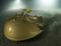 ये हैं 2023 की सबसे खूबसूरत वाइल्डलाइफ तस्वीरें, स्टेटस लगाने के लिए ऐसे करें डाउनलोड