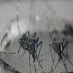 Chikungunya: ਕੀ ਹੈ ਚਿਕਨਗੁਨੀਆ ਬੁਖਾਰ, ਇੰਝ ਕਰੋ ਬਚਾਅ ?