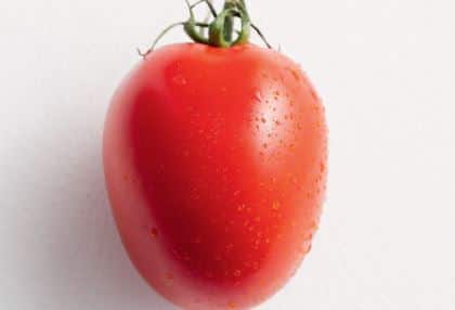 महाराष्ट्रात साधारणतः तीनही हंगामांत टोमॅटोची लागवड (Tomato Cultivation) केली जाते.अपेक्षित उत्पादनासाठी योग्य रोपांची निवड महत्वाची असते.