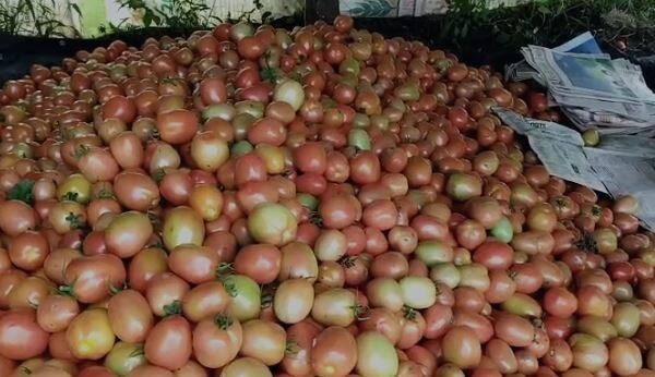 माती वापरण्यापूर्वी ती उन्हात चांगली वाळवावी. आपण हंगामानुसार झाडांची काळजी घ्यावी आणि रासायनिक खतांचा वापर टाळावा.