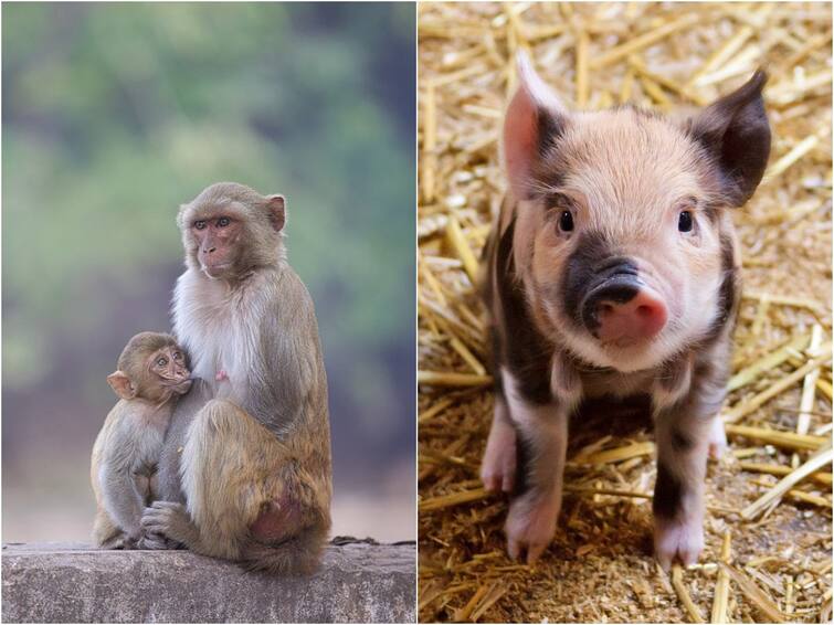 Pig Kidney Survive Two Years In Monkey Kidney Transplantation: మెడికల్ మిరాకిల్ - కోతికి పంది కిడ్నీ, రెండేళ్లుగా హాయిగా జీవించేస్తోన్న వానరం