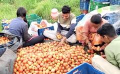 Tomato : तुम्ही घरच्या घरी टोमॅटो पिकवू शकता, फक्त 'या' गोष्टी लक्षात ठेवा