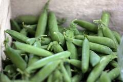 Health Tips : वजन कमी करण्यासाठी हिरवे वाटाणे वापरा; तुम्हाला इतरही अनेक फायदे मिळतील