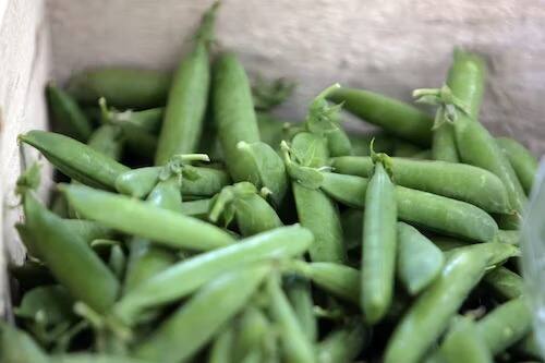 हिवाळा जसजसा जवळ येतो तसतशी बाजारात हिरव्या वाटाण्यांची मागणी वाढते. लोक मटार भाजीपासून ते स्नॅक्सपर्यंत खातात.