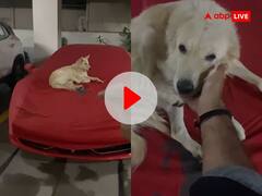 Viral Video: करोड़ों की फेरारी पर सो रहा था डॉग, मालिक ने किया ऐसा काम, देखकर नहीं होगा यकीन!