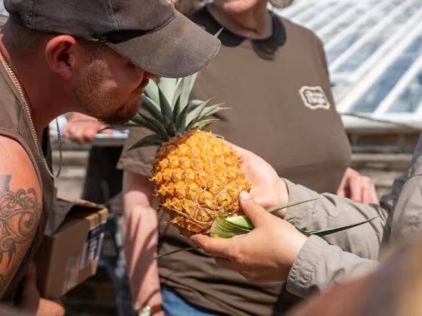 Heligan Pineapple most Expensive Pineapple fruit in the lost gardens of Heligan Agriculture news : 'हेलिगन अननस' जगातील तिसरे सर्वात महाग फळ, किंमत एकूण व्हाल थक्क