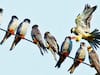 Manipur To Conduct First-Ever Census of Amur Falcons In The State