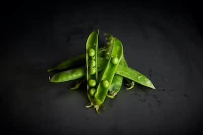 Health Tips : हिरवे वाटाणे वजन कमी करण्यासाठी एक उत्तम पर्याय आहे.