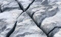 Science News: মাটির নীচে ভাসমান অবস্থায় ঘোরাফেরা, ঠিক কয়টি টেকটোনিক পাত রয়েছে পৃথিবীর?