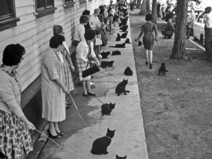 Hollywood Horror Film Tales of Terror 152 Black Cats Audition Viral Photo भूतिया फिल्म के लिए काली बिल्लियों का हुआ ऑडिशन, लाइन लगाकर पहुंची 152 बिल्लियां, वायरल हुई ये PHOTO