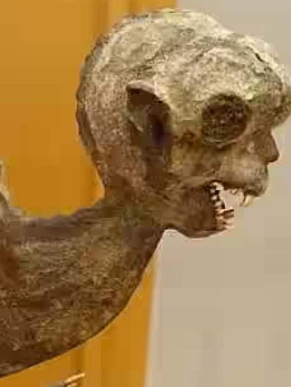 आधा बंदर तो आधी मछली....क्या है 'फिजी मरमेड' का रहस्य