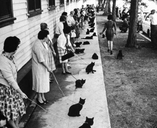 cats audition for film hollywood horror films tales of terror 152 black cats audition viral photo Trending: हॉरर फिल्मसाठी झाली काळ्या मांजरींची ऑडिशन; 152 मांजरींनी लावली रांग, फोटो व्हायरल