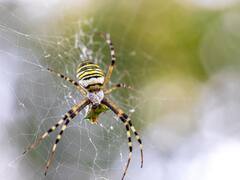 गोद में मकड़ी गिरने से इतना डर गई महिला कि चलती कार से नदी में कूद गई, फिर...