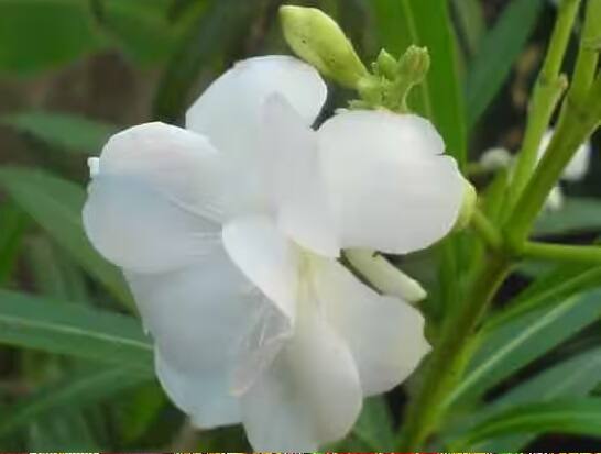 નવરાત્રીના પહેલા દિવસે મા શૈલપુત્રીની પૂજા કરવામાં આવે છે. મા શૈલપુત્રીને સફેદ કરેણના ફૂલો પ્રિય છે. તેને અર્પણ કરવાથી વ્યક્તિના જીવનમાં સ્થિરતા આવે છે, તણાવ દૂર થાય છે.