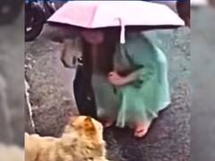 VIDEO: अवारा कुत्ते के कभी न जाएं इतने नजदीक, वरना आपके साथ भी हो सकता है ये जानलेवा हादसा