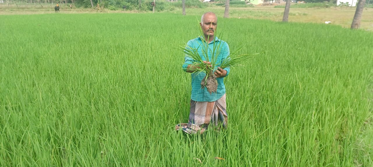 20 நாட்களிலேயே விளைந்த நெற் பயிர்கள்..விவசாயிகள் அதிர்ச்சி...விதை நெல்லை அரசே வழங்க கோரிக்கை