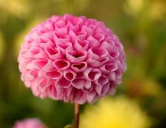 Plant: ਘਰ ਵਿੱਚ ਲਾ ਲਓ ਇਹ ਬੂਟਾ, ਨਹੀਂ ਪਵੇਗੀ ਕਿਸੇ ਵੀ ਰੂਮ ਫ੍ਰੈਸ਼ਨਰ ਦੀ ਲੋੜ!