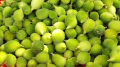 अकोल्यात करटूल्याच्या भाजीचा प्रयोग, कमी खर्चात चांगल उत्पन्न