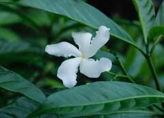 Plant: ਘਰ ਵਿੱਚ ਲਾ ਲਓ ਇਹ ਬੂਟਾ, ਨਹੀਂ ਪਵੇਗੀ ਕਿਸੇ ਵੀ ਰੂਮ ਫ੍ਰੈਸ਼ਨਰ ਦੀ ਲੋੜ!