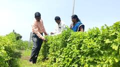 अकोल्यात करटूल्याच्या भाजीचा प्रयोग, कमी खर्चात चांगल उत्पन्न