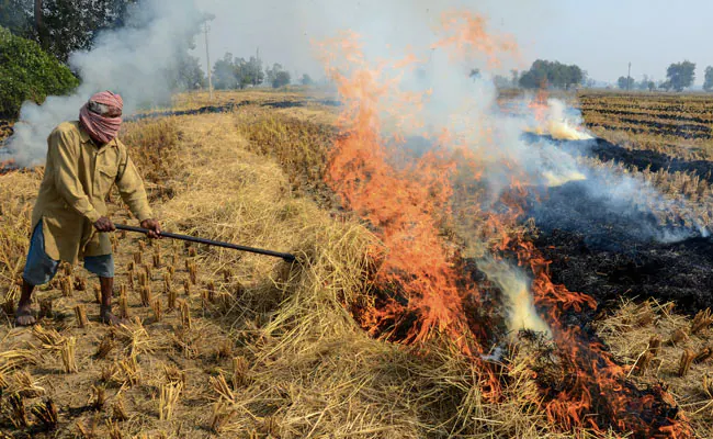 Highest number of 1068 cases of stubble burning in a single day this season Stubble Burning: ਪਰਾਲੀ ਸਾੜਨਾ ਮਜਬੂਰੀ ਜਾਂ ਸੌਖਾ ਹੱਲ ? ਇੱਕ ਦਿਨ 'ਚ ਆਏ ਹਜ਼ਾਰ ਤੋਂ ਵੱਧ ਮਾਮਲੇ, ਸ਼ਹਿਰਾਂ ਦਾ ਘੁੱਟਣ ਲੱਗਿਆ ਦਮ !