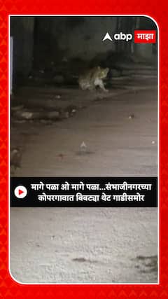 chhatrapati sambhaji nagar : मागे पळा ओ मागे पळा...संभाजीनगरच्या कोपरगावात बिबट्या थेट गाडीसमोर