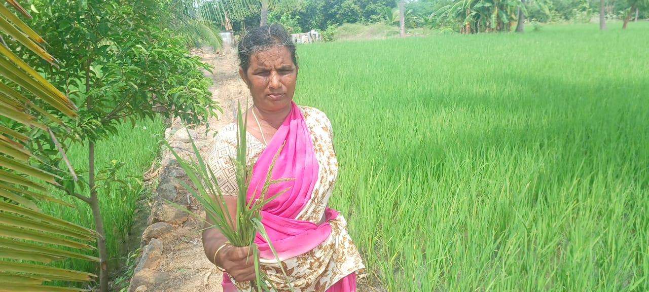 20 நாட்களிலேயே விளைந்த நெற் பயிர்கள்..விவசாயிகள் அதிர்ச்சி...விதை நெல்லை அரசே வழங்க கோரிக்கை