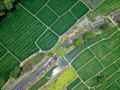 राजस्थान में पानी कम है... लेकिन इन फसलों में काफी आगे है प्रदेश