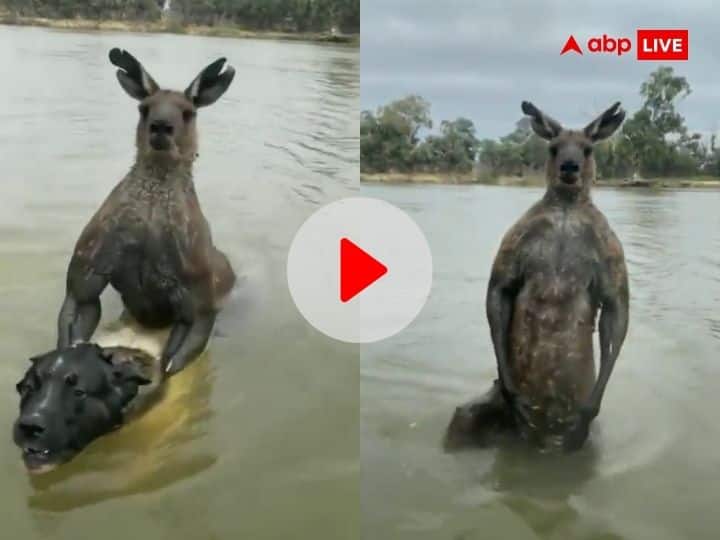 Weird News Hindi Man Rescue Dog From Kangaroo Watch Viral Video कुत्ते को तलाब में घसीटकर ले गया कंगारू, पानी में डुबोने लगा मुंह, बहादुर शख्स ने ऐसे बचाई उसकी जान, देखें VIDEO