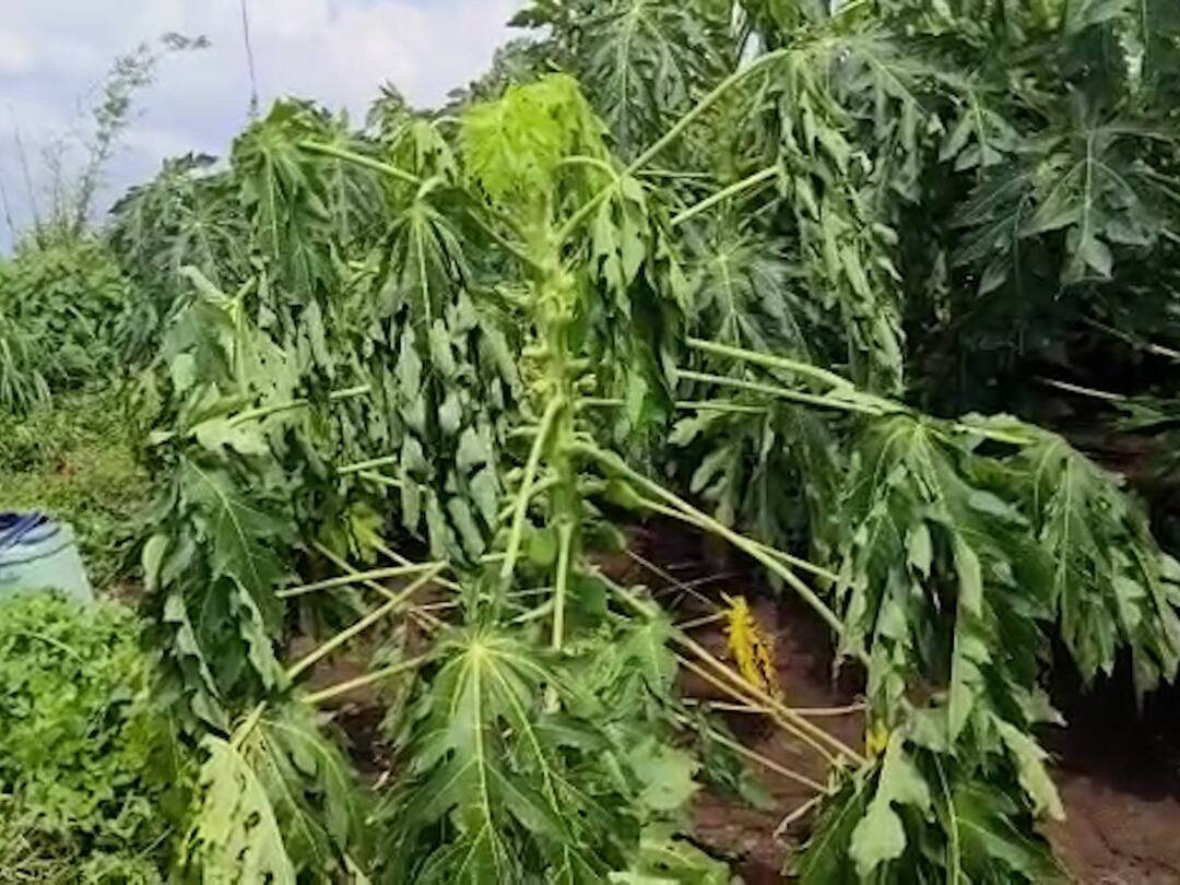 सोयाबीननंतर मोझॅकनं पपईची वाट लावली, तात्काळ पंचनामे करुन मदत जाहीर करा, शेतकऱ्यांची मागणी Mosaic virus outbreak on papaya crop Farmers Demand to Maharashtra Government for Help सोयाबीननंतर मोझॅकनं पपईची वाट लावली, तात्काळ पंचनामे करुन मदत जाहीर करा, शेतकऱ्यांची मागणी