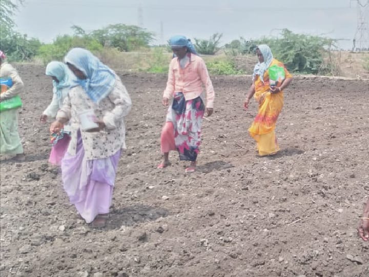 அரை குறை ஈரப்பதத்தில் விதைகள் முளைத்து கெட்டுப் போனதால் 2ஆம் முறையாக விதை ஊண்றும் விவசாயிகள்