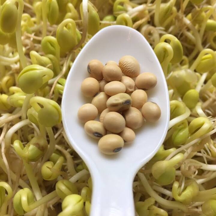 Sprouted Soybean Benefits Soybean ਪੁੰਗਰੇ ਹੋਏ ਸੋਇਆਬੀਨ ਖਾਣ ਸਰੀਰ ਨੂੰ