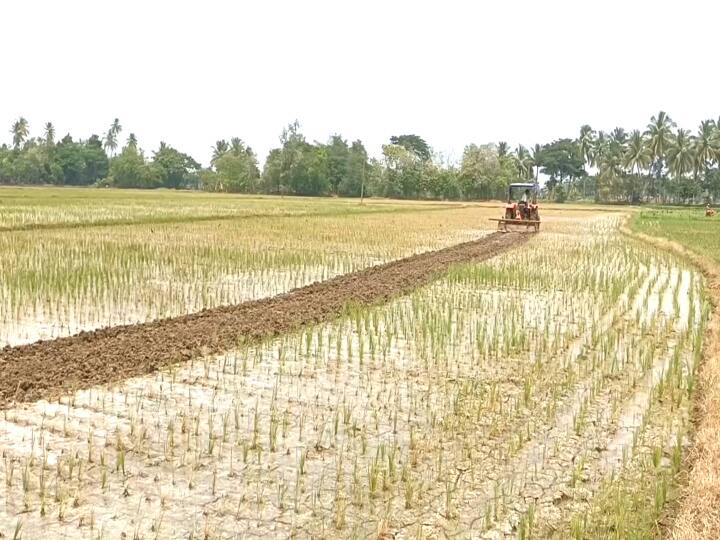 அதிர்ச்சி! ஒரு மாத கால நெற்பயிரை டிராக்டரை ஏற்றி அழித்த விவசாயி - மயிலாடுதுறையில் நடந்தது என்ன?