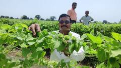 अकोल्यात करटूल्याच्या भाजीचा प्रयोग, कमी खर्चात चांगल उत्पन्न