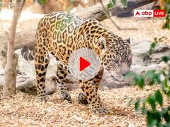 रतलाम में तेंदुए ने रेलवे कर्मचारी पर किया हमला, इलाके में फैली दहशत