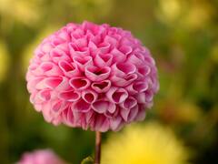 घर में लगा लें ये पौधे, फिर कोई भी रूम फ्रेशनर छिड़कने की जरुरत नहीं पड़ेगी!